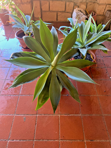 Agave attenuata diametro - agave, 95