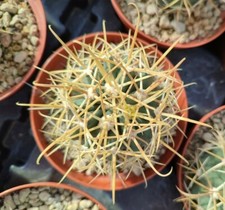 Ferocactus chrysacanthus - ferocactus,