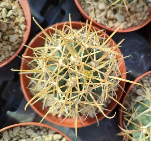 Ferocactus chrysacanthus - ferocactus,