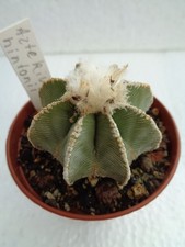 Aztekium hintonii oltre cm - oltre, 4,5