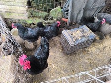 UOVA FERTILI feconde di