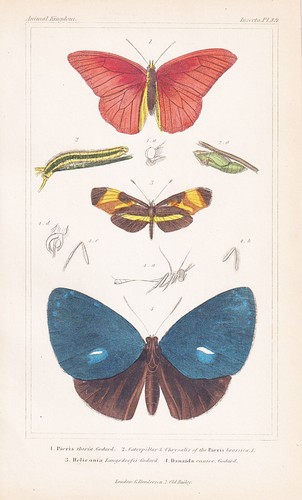 Pieris farfalle insetti - pieris,