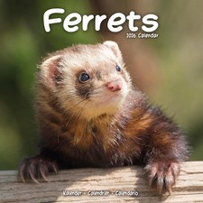 Ferrets 2026 Calendar | Square