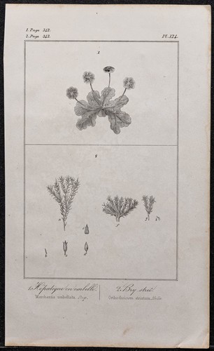 1846 bry striato - 1846, fegato