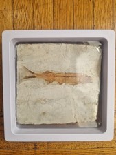 Pesce fossile osseo - fossile,