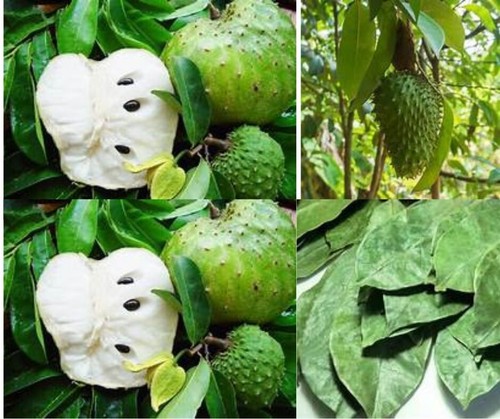 Graviola guanabana - di,