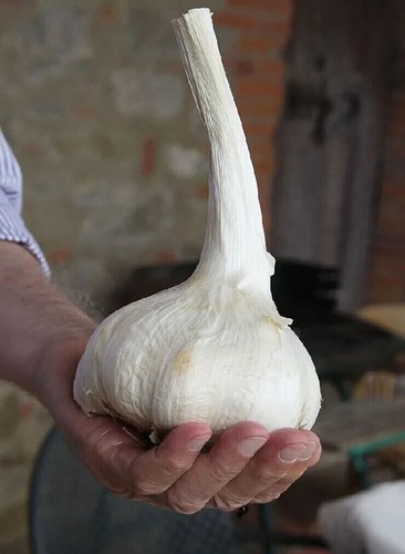 Semi aglione varietà aglio - di,