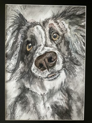 Border collie cane - da, pastore
