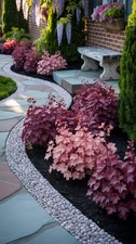 002996a heuchera viola - heuchera, mix