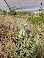 Tillandsia Gardneri Fuzzy Air