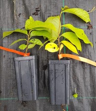 Asimina triloba - , /