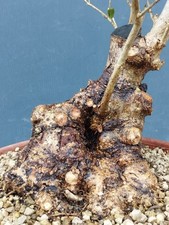 Bonsai Olivastro 30x17cm In