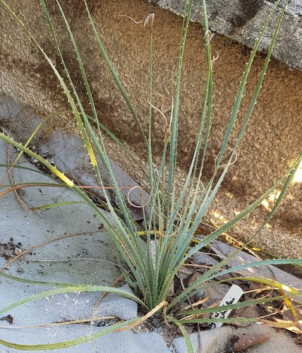 Dasylirion wheeleri sotol - dasylirion,
