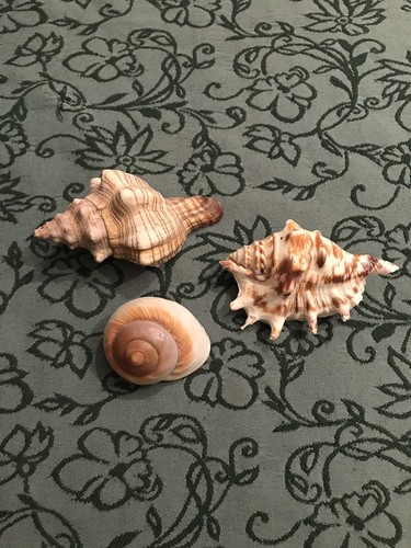 Conchiglie conchiglia - conchiglie,