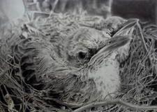 quadro moderno uccello, matita su carta 100% cotone disegnato a mano 50x70 cm