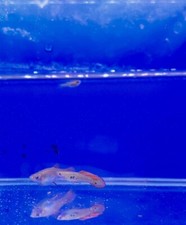 Pesci Guppy Snakeskin Red Coda