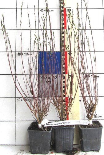 Salix purpurea gracilis - purpurea,
