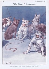 Dog show sensations campione - dog,
