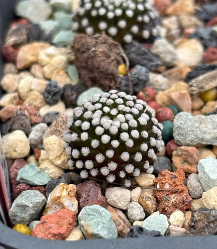 Pezzi rara pianta succulenta - pezzi,