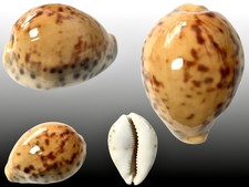 Cypraea tigris pardalis - , f
