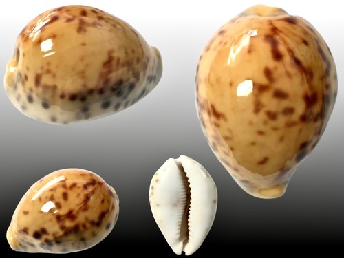 Cypraea tigris pardalis - , f