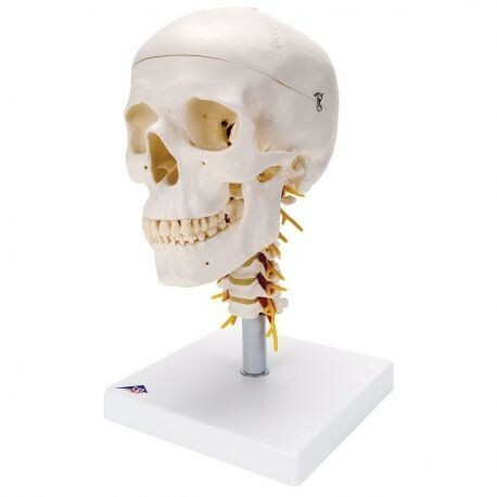 Scientific modello di - 3b,
