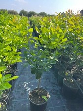 Piante di Agrumi Limoni e