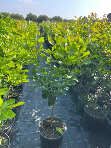 Piante agrumi limoni e - di,