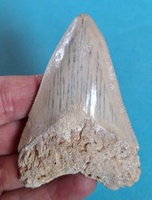 Dente bianco di megalodonte