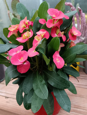 PIANTA EUPHORBIA MILII VASO 14CM