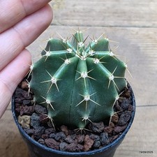 Echinocereus subinermis Vaso