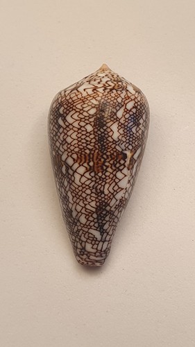 Conus abbas beautiful pattern - beautiful,