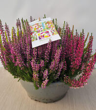 PIANTA DI ERICA CALLUNA CIOTOLA (foto reale)