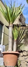 Pianta drago delle canarie - drago,