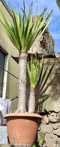 Pianta drago delle - pianta,