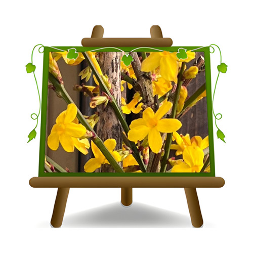 Jasminum nudiflorum gelsomino - nudiflorum,