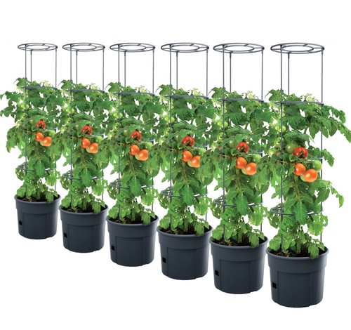 Pianta di pomodoro - 6,