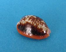 Cypraea helvola argella 6 - helvola, 22,6