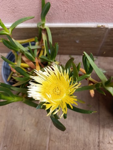 Carpobrotus acinaciform fico
