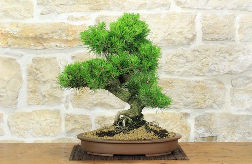 Bonsai pino nero thunbergii - di,