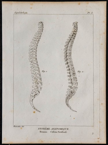 1825 colonna vertebrale - -,
