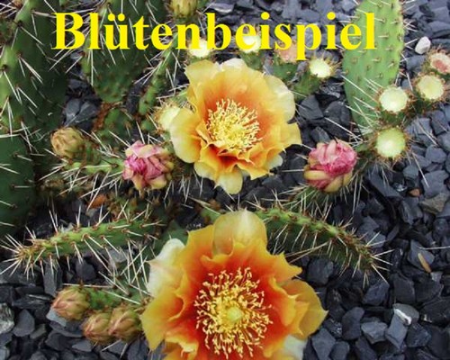 Opuntia macrorhiza albicocca