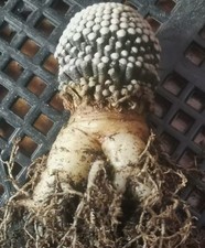 2,5-2,7 cm rara pianta