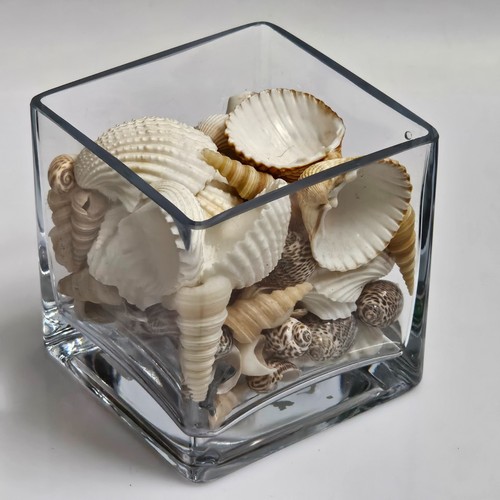 Lotto conchiglie mare - lotto,