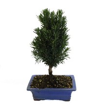 KENTIS - Bonsai Tasso