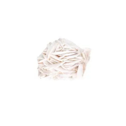 Piccola rosa del - rosa,