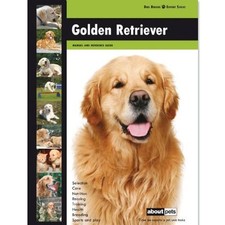 Golden retriever dog - golden, breed