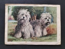 CARTOLINA CANI MALTESE TERRIER