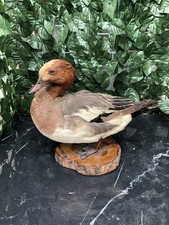 Anatra Fischione ,imbalsamato