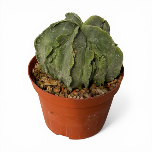 Astrophytum myriostigma - astrophytum,